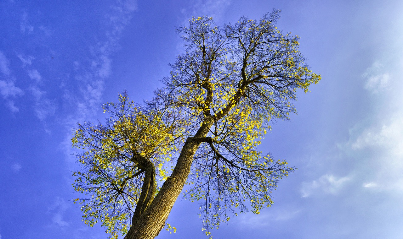 tree nature branch free photo