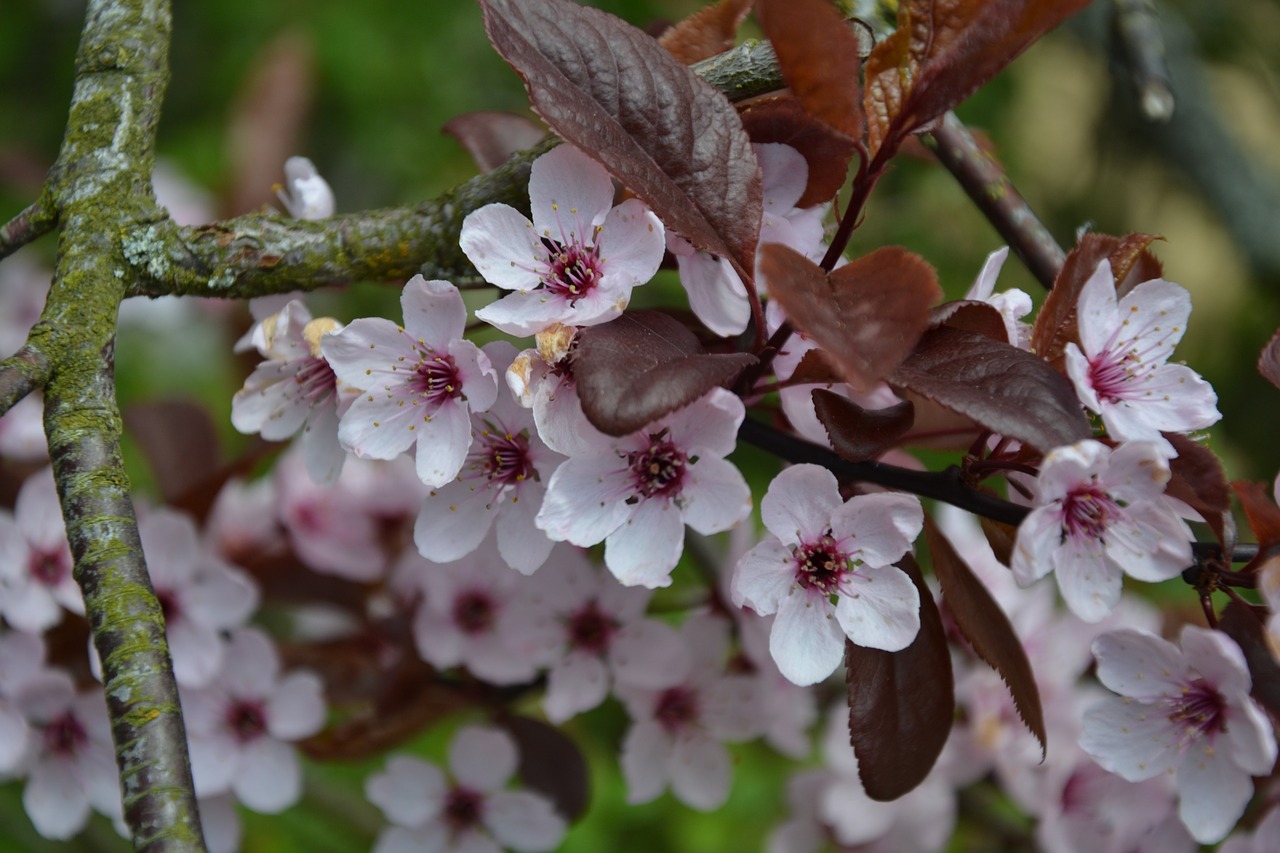 tree flower nature free photo