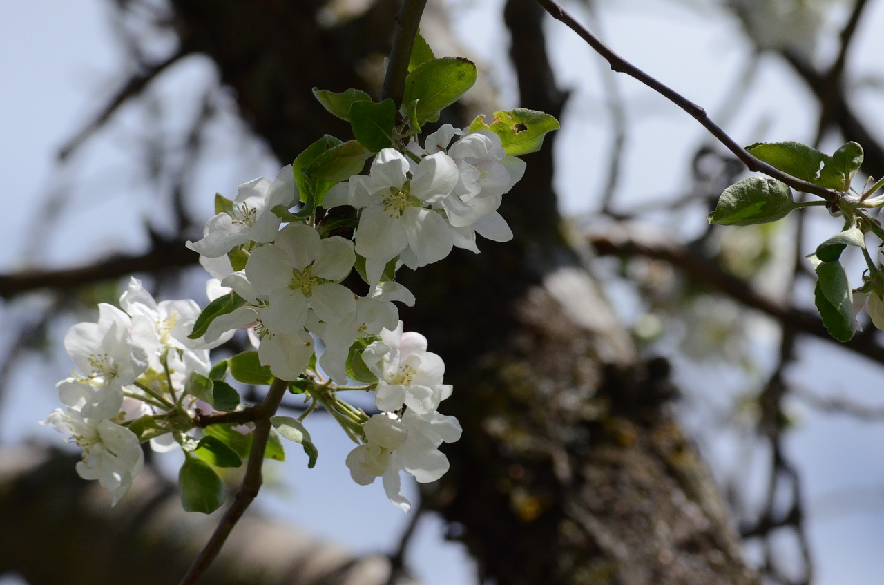 tree branch flower free photo