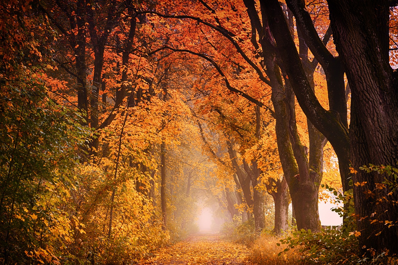 tree autumn nature free photo