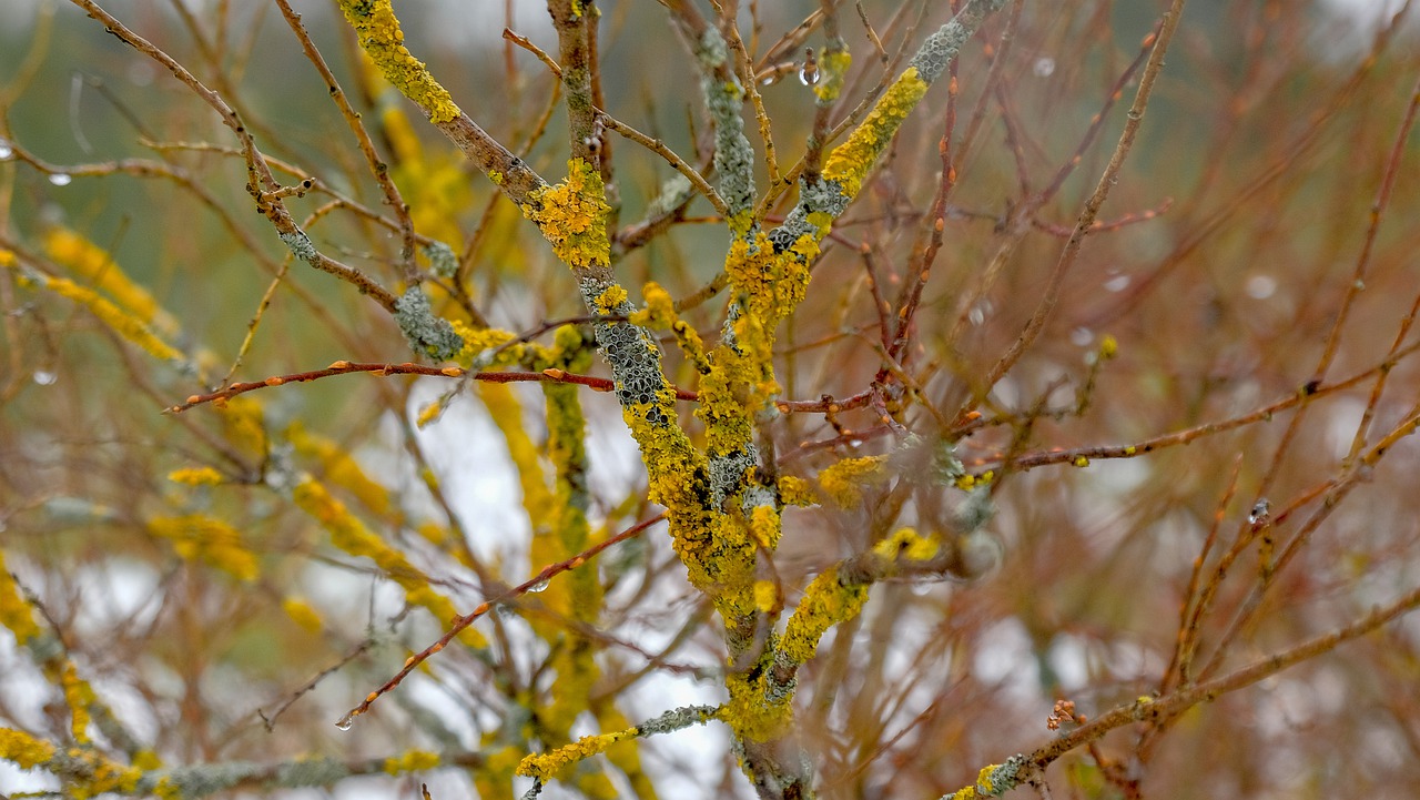 tree nature season free photo