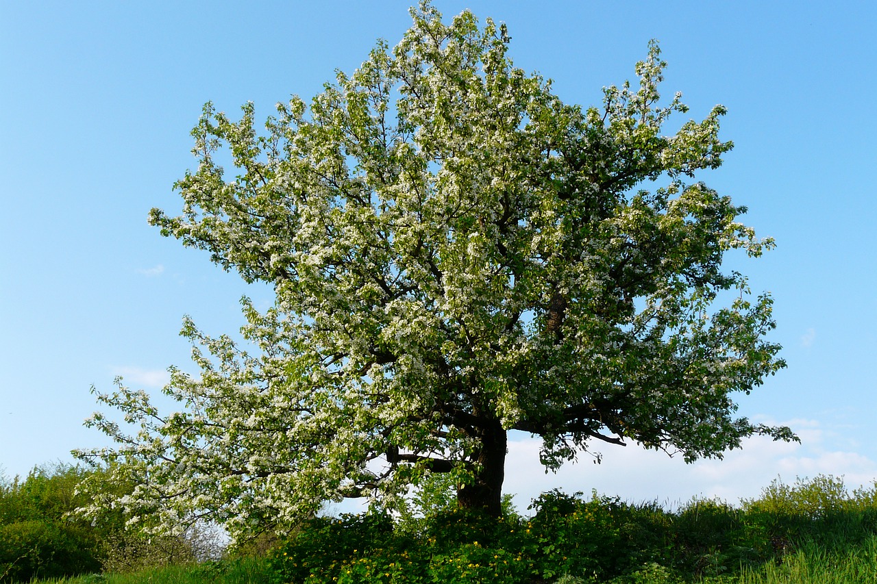 tree nature landscape free photo