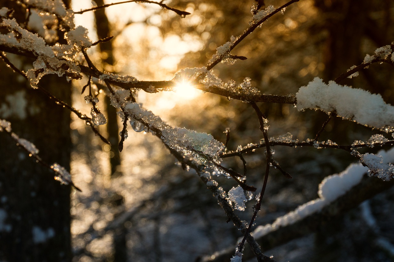 tree nature winter free photo