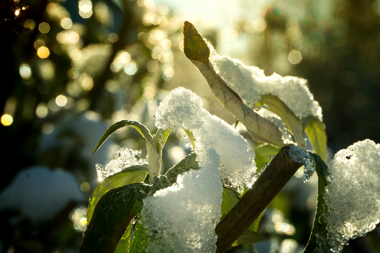 tree nature winter free photo