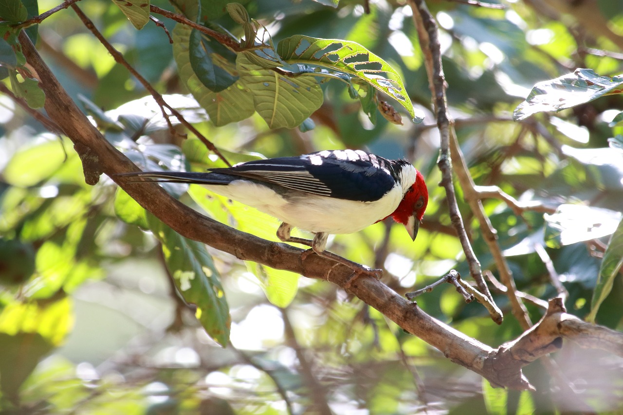 tree nature birds free photo