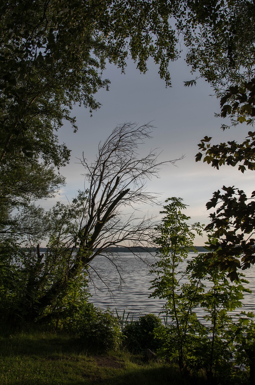 tree nature wood free photo