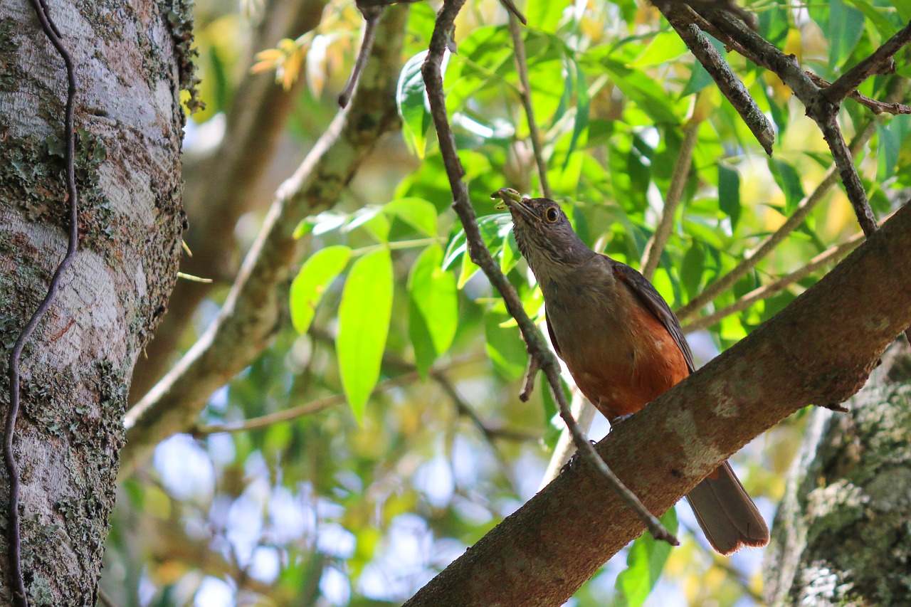 tree nature wildlife free photo