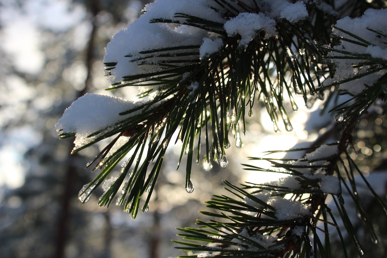 tree winter outdoors free photo