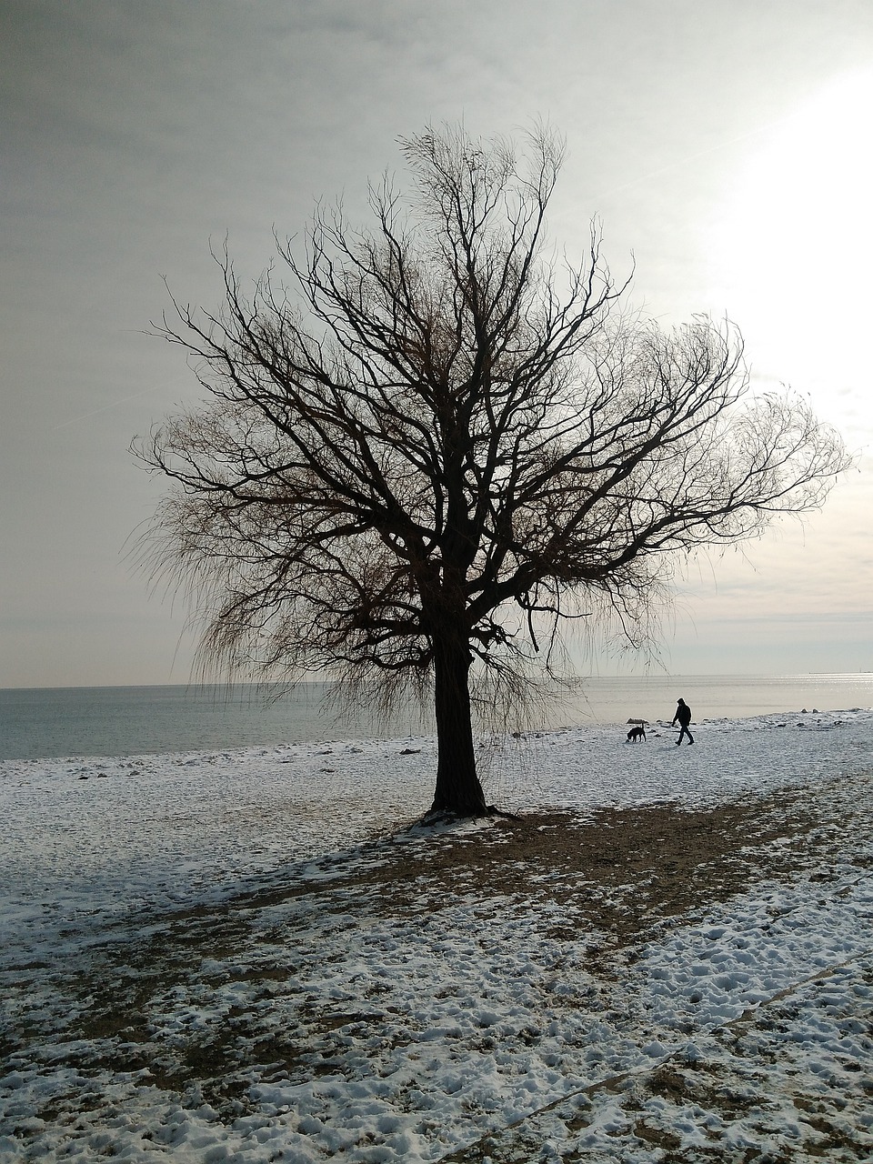 tree landscape nature free photo