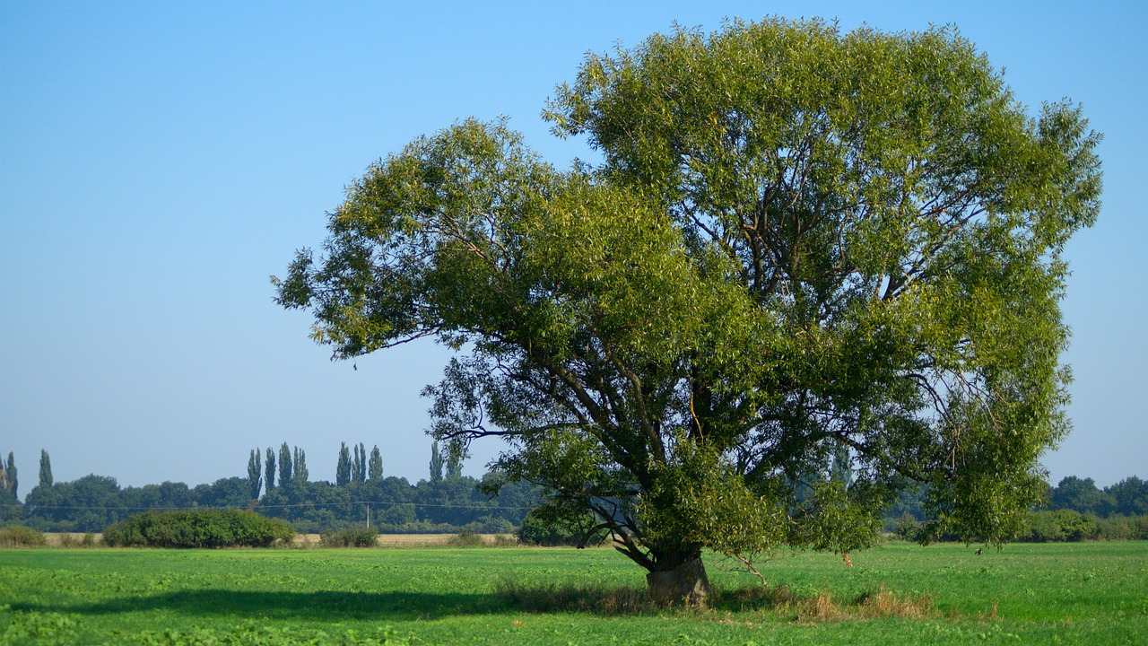 tree field slovakia free photo