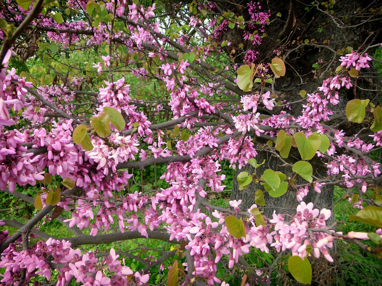 tree flowering branches flowers free photo