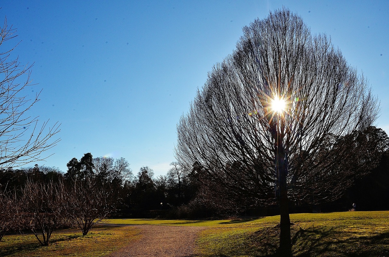 tree sunset landscape free photo