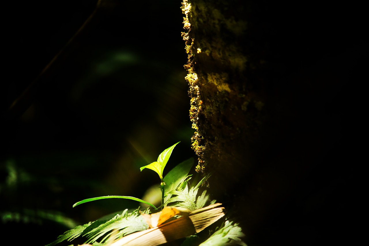 tree autumn leaves sprout free photo