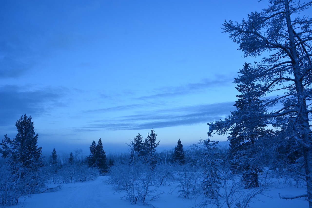 tree winter nature free photo