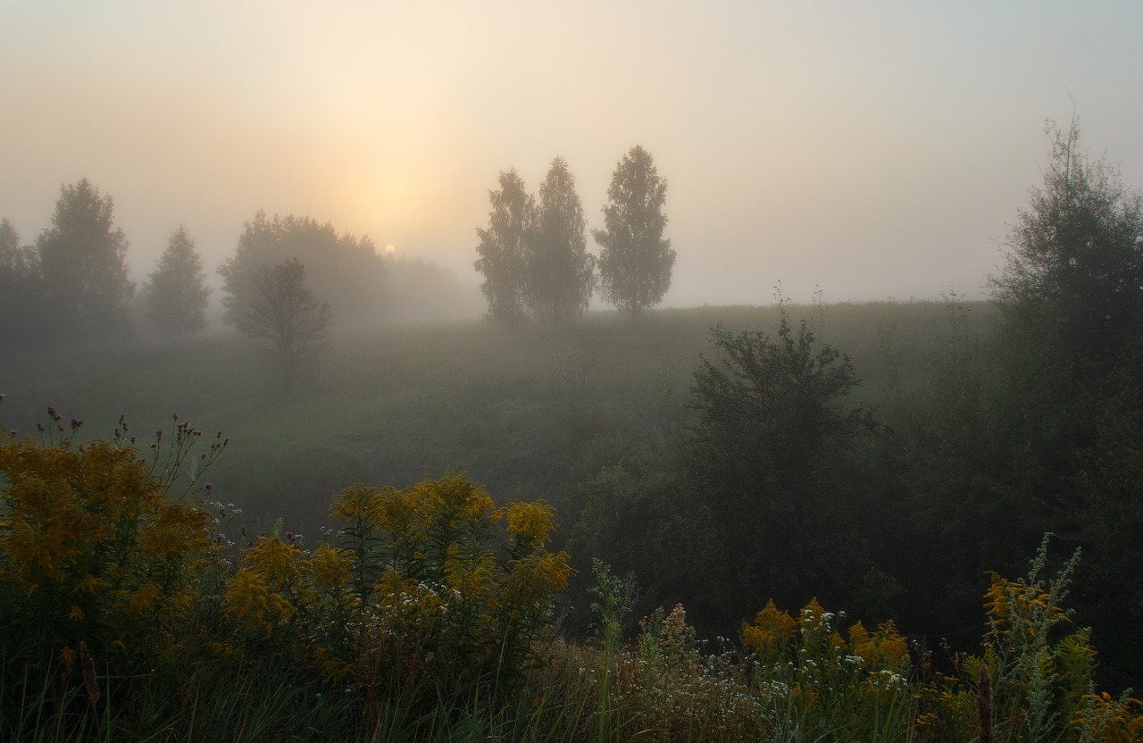 tree fog dawn free photo