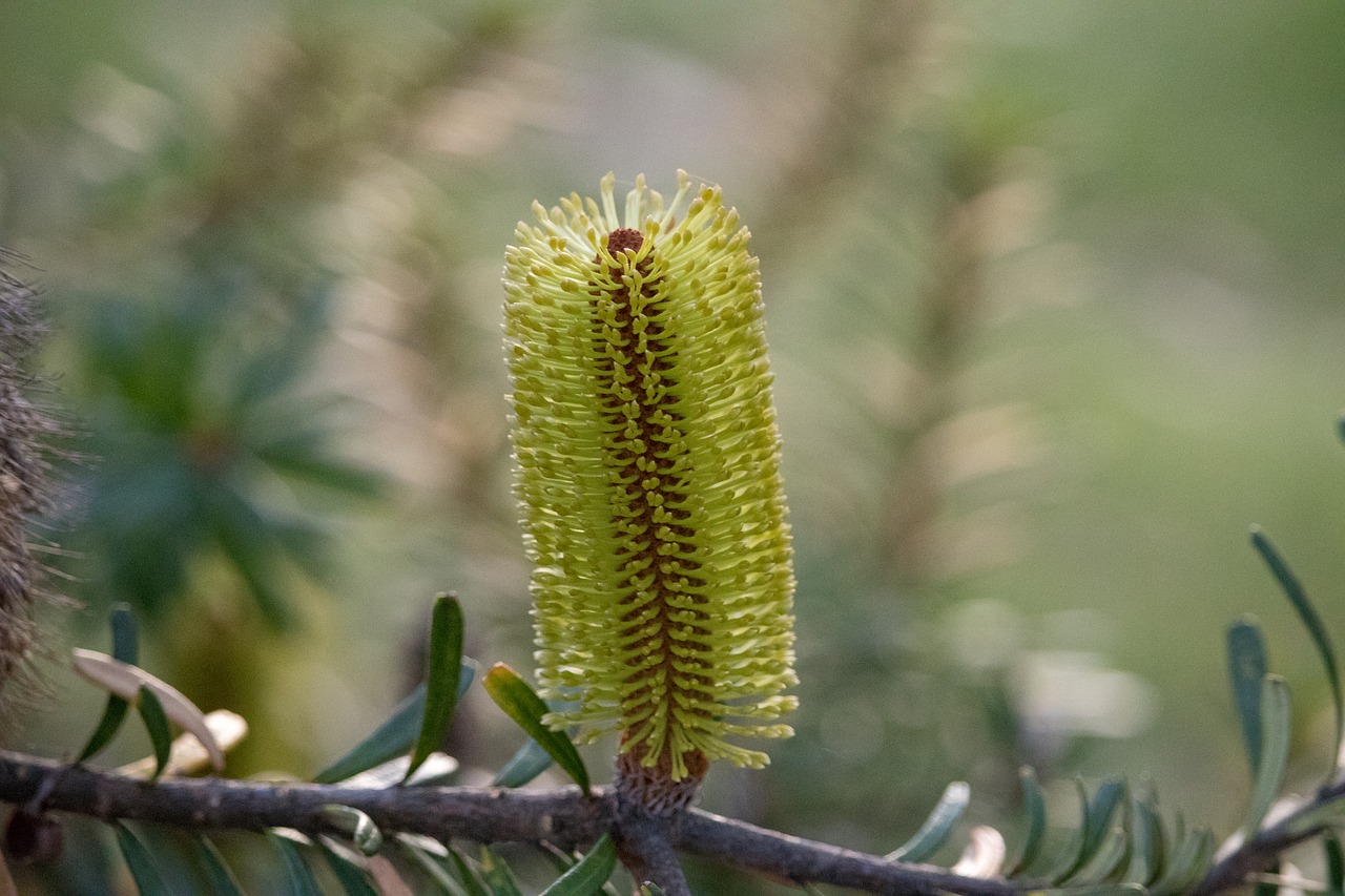 tree nature flora free photo