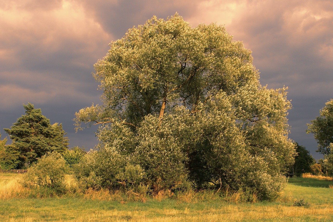 tree nature landscape free photo