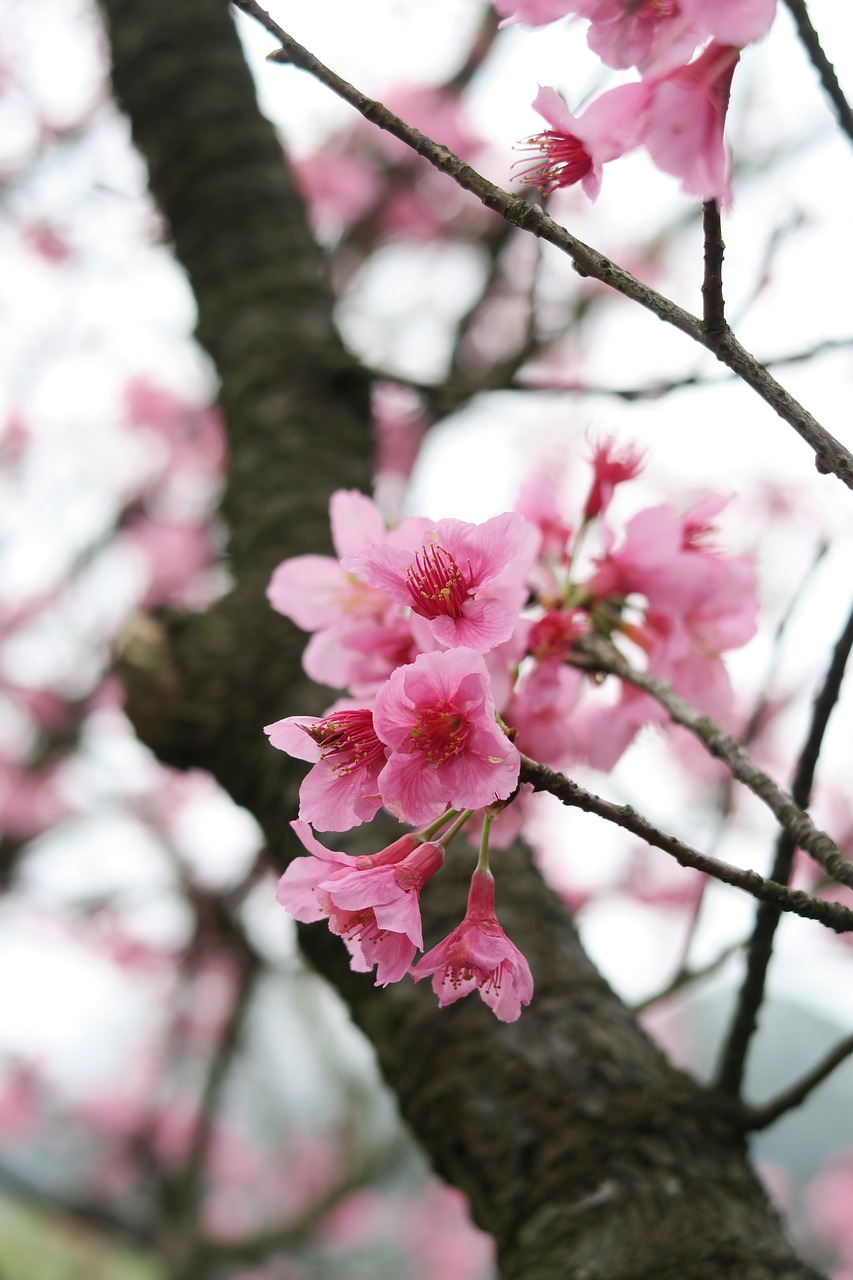 tree branch flower free photo