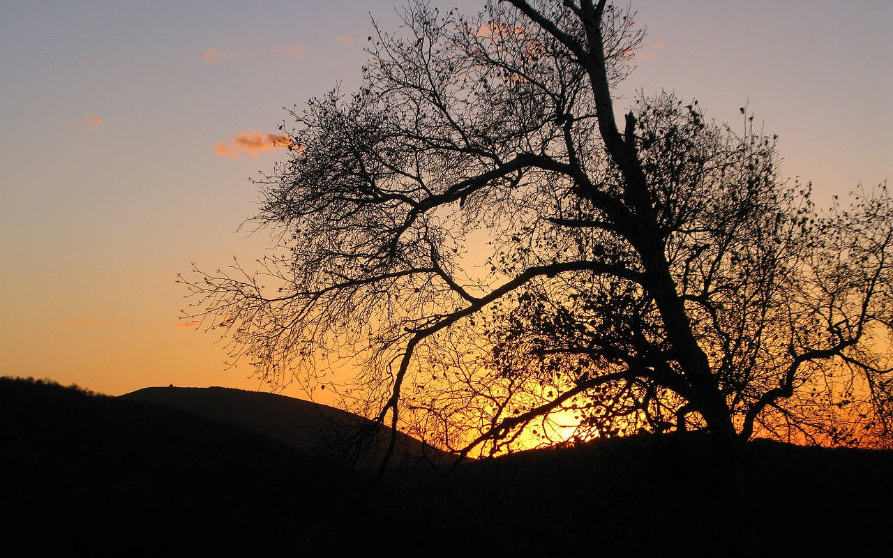 tree dawn landscape free photo