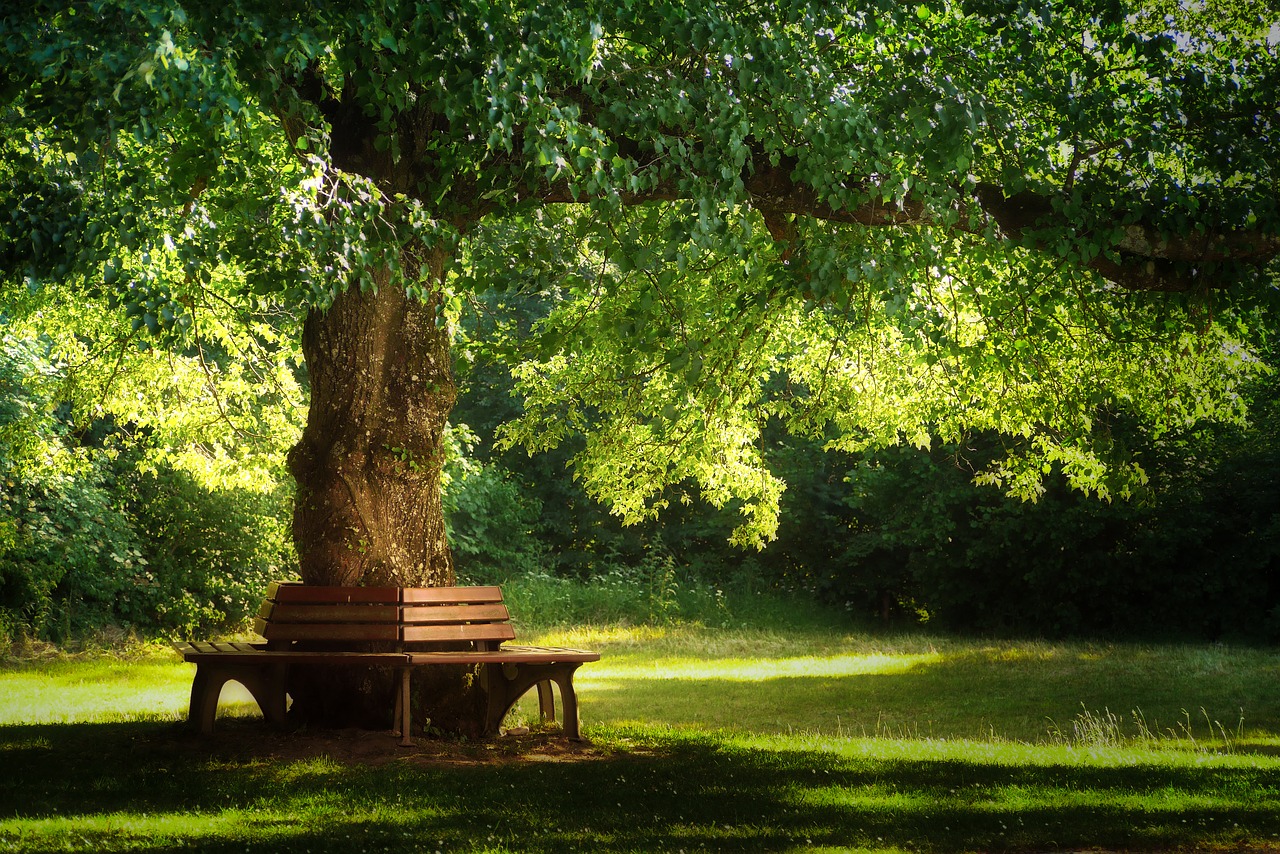 tree nature park free photo