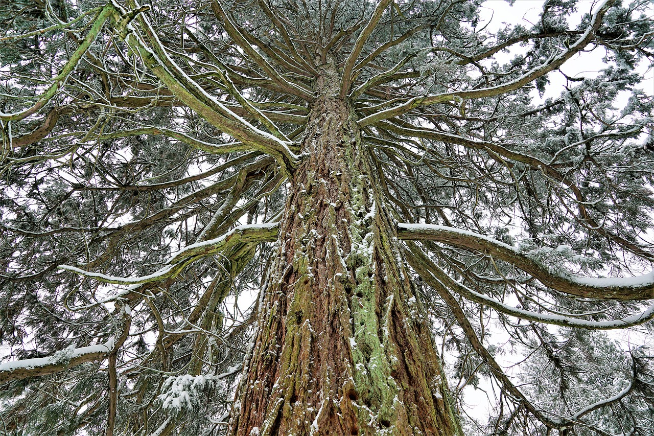 tree wood nature free photo