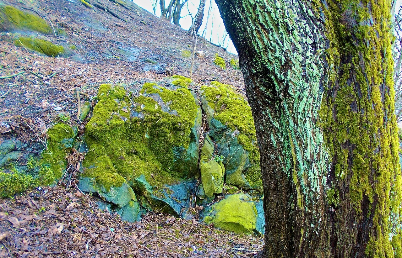 tree stone moss free photo