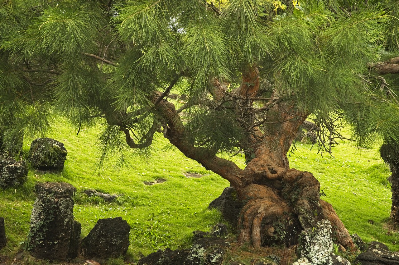 tree pine nature free photo