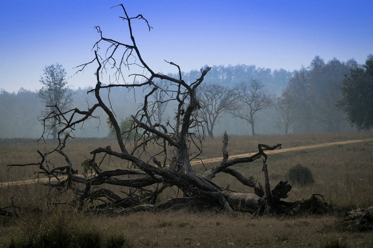 tree nature landscape free photo