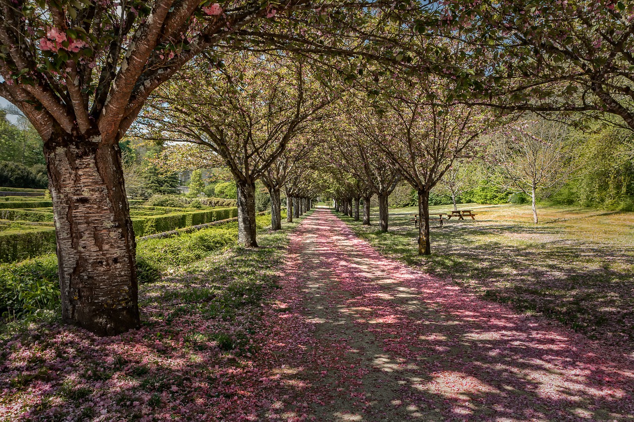 tree landscape nature free photo