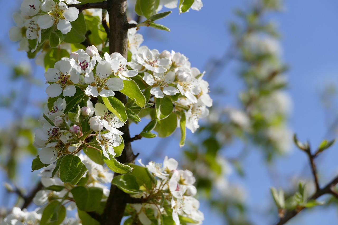 tree blossom bloom free photo