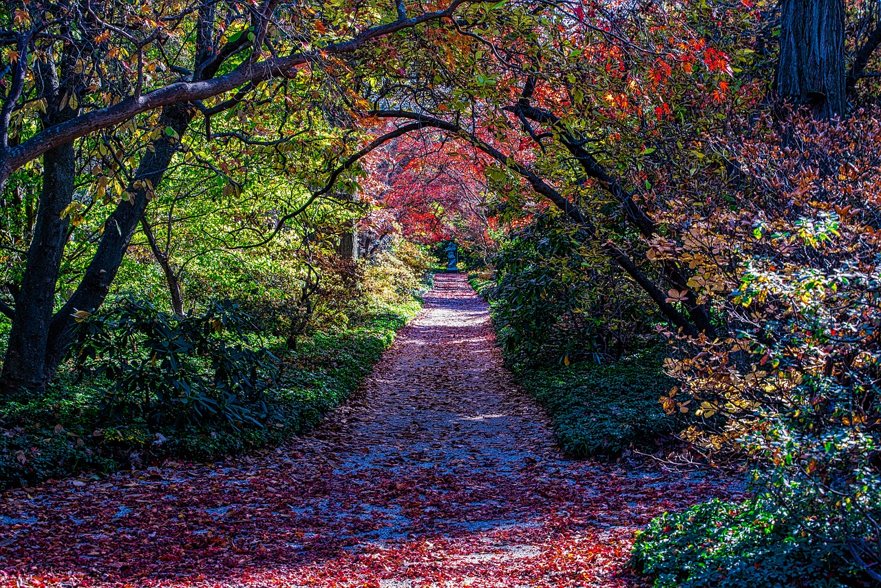 tree leaf fall free photo