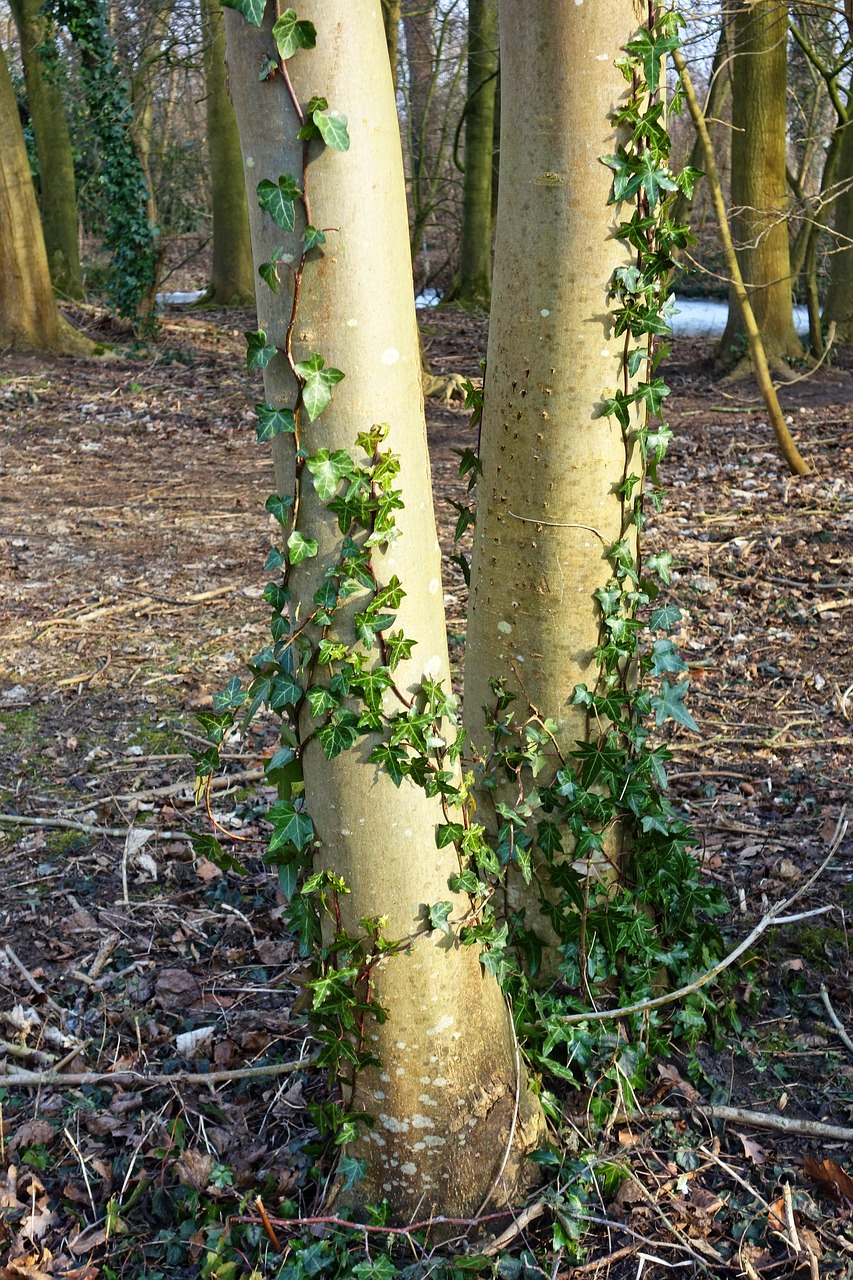 tree trunk bark free photo