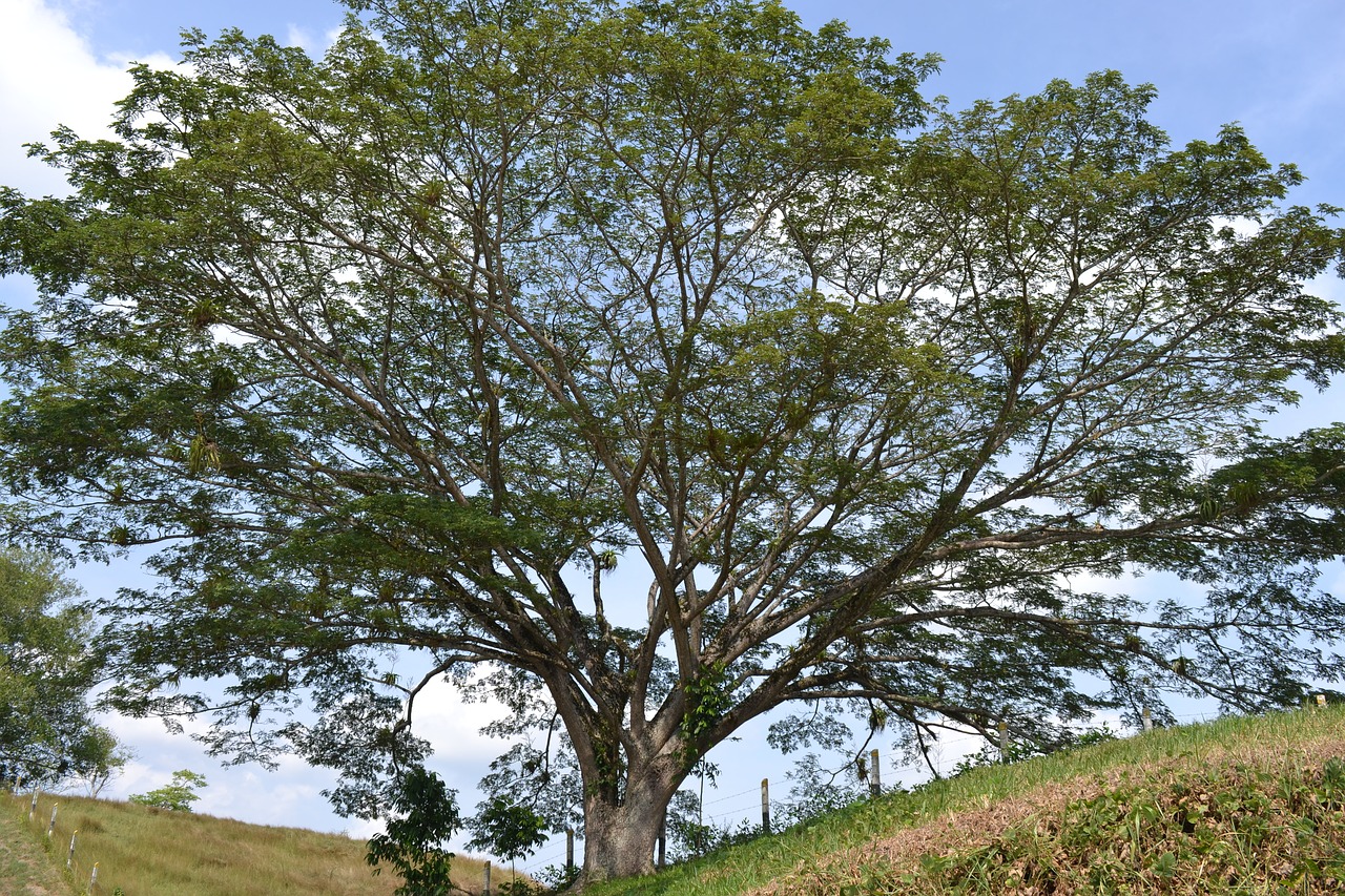 tree nature plant free photo