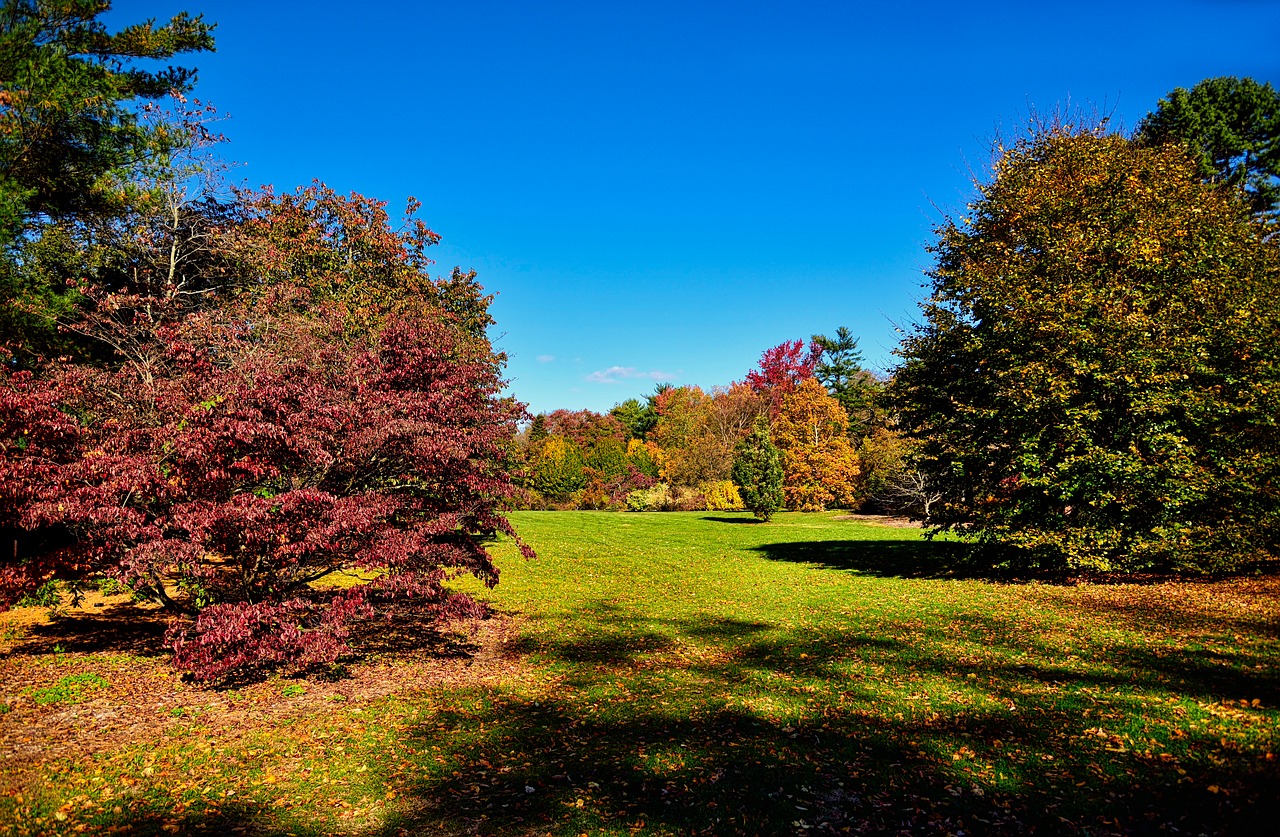 tree nature fall free photo