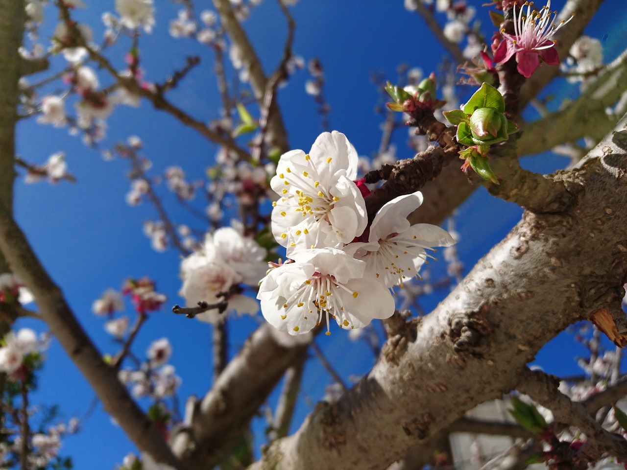 tree branch flower free photo