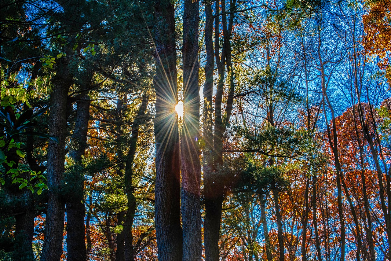 tree wood nature free photo