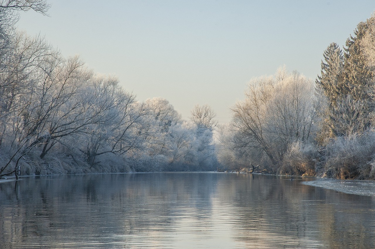 tree nature winter free photo