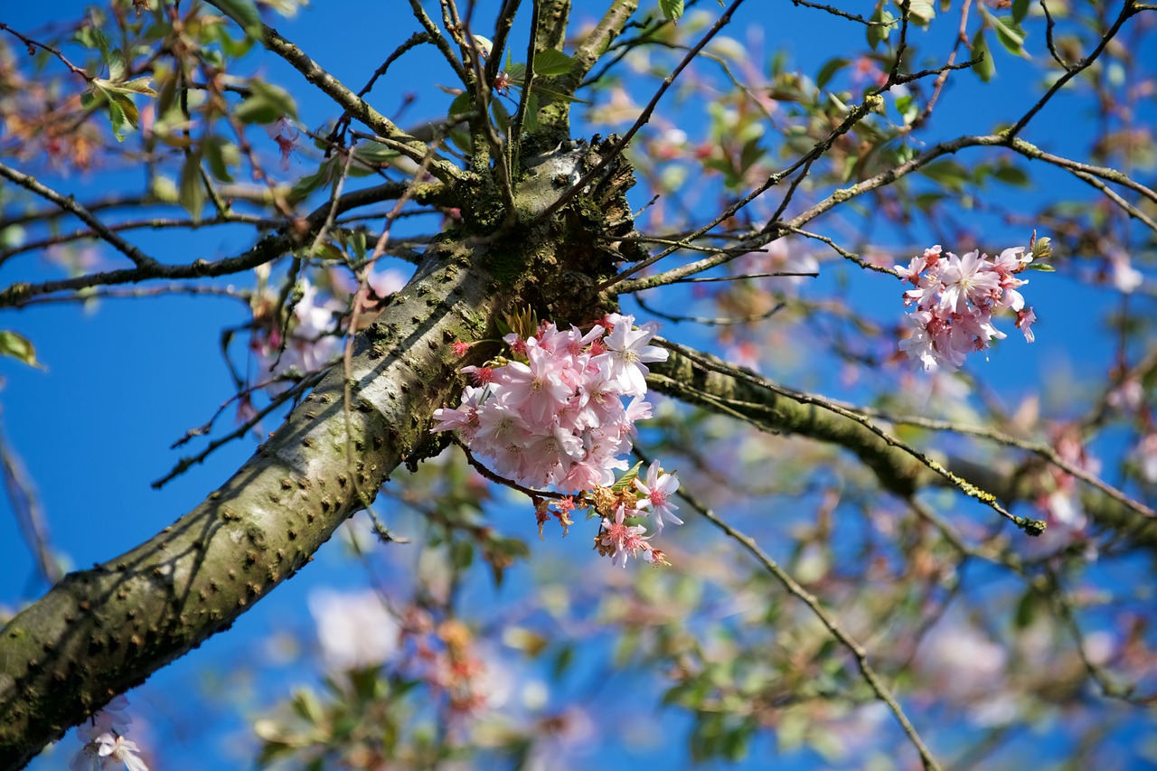 tree flower branch free photo