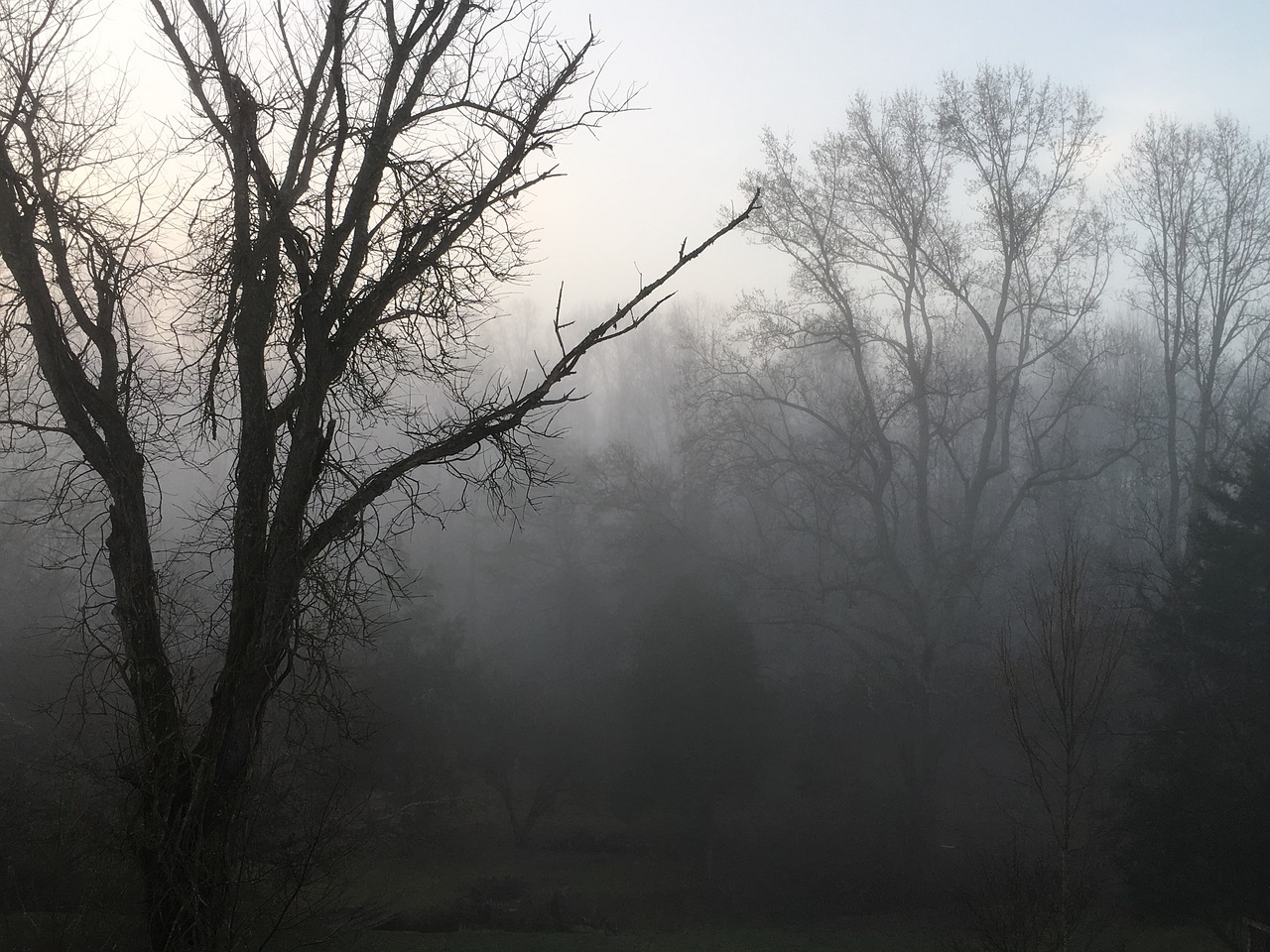 tree fog landscape free photo