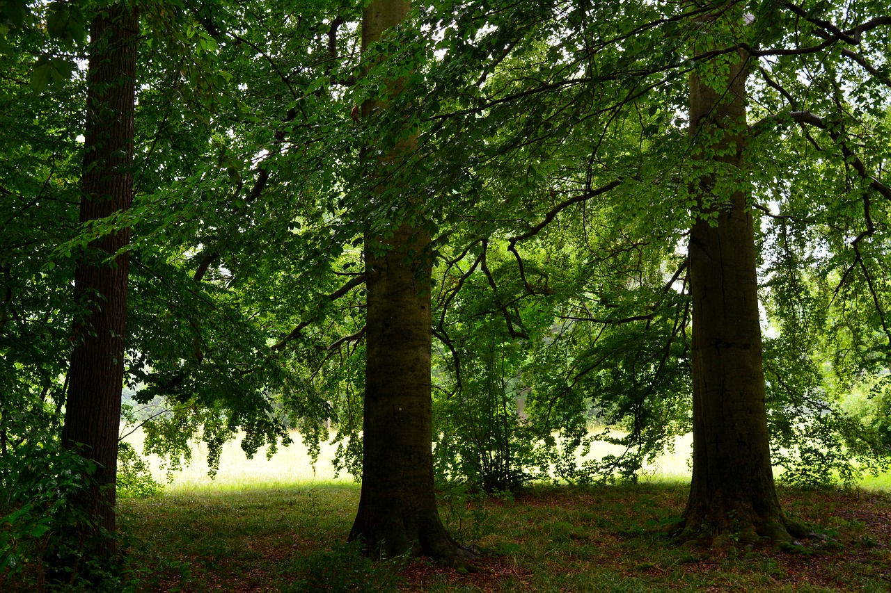 tree wood landscape free photo