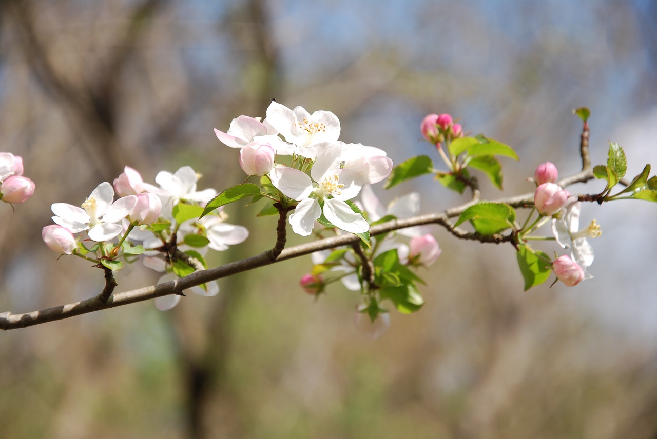 tree flower cherry free photo