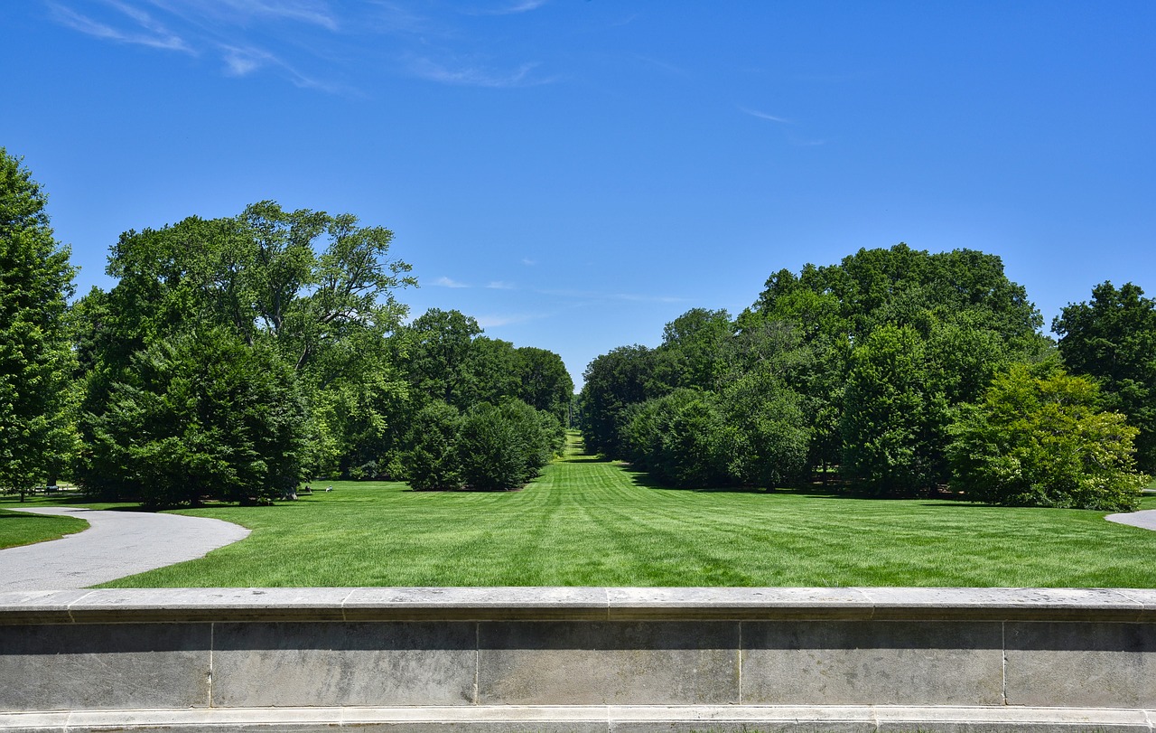 tree grass nature free photo