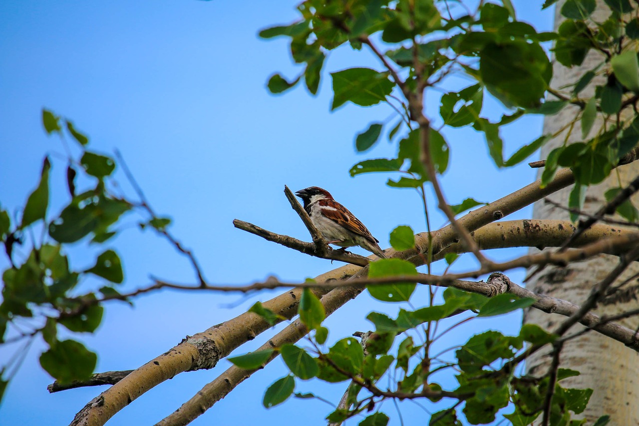 tree nature bird free photo