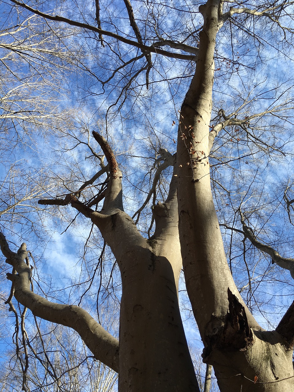 tree wood branch free photo