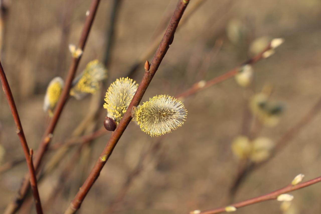 tree plant nature free photo