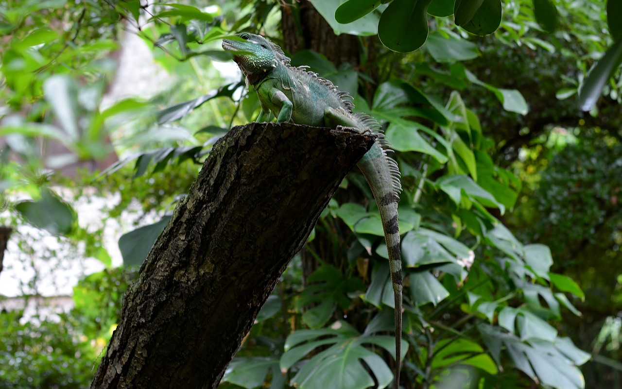 tree leaf zoo free photo