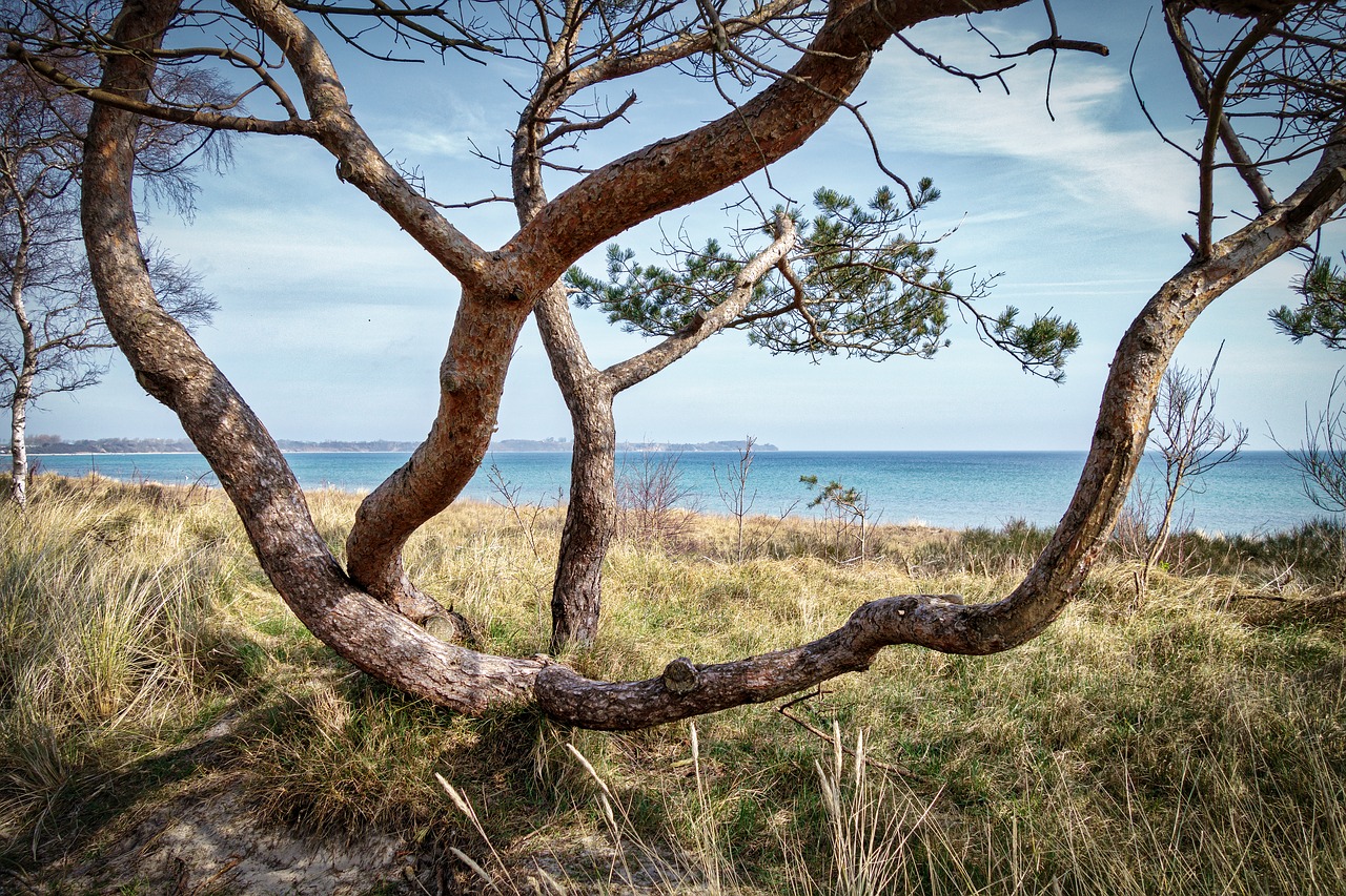 tree nature landscape free photo