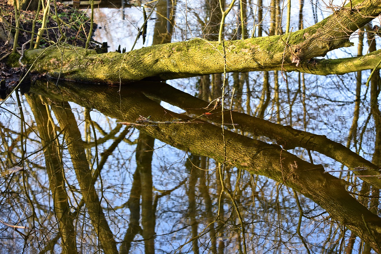 tree trunk creek free photo