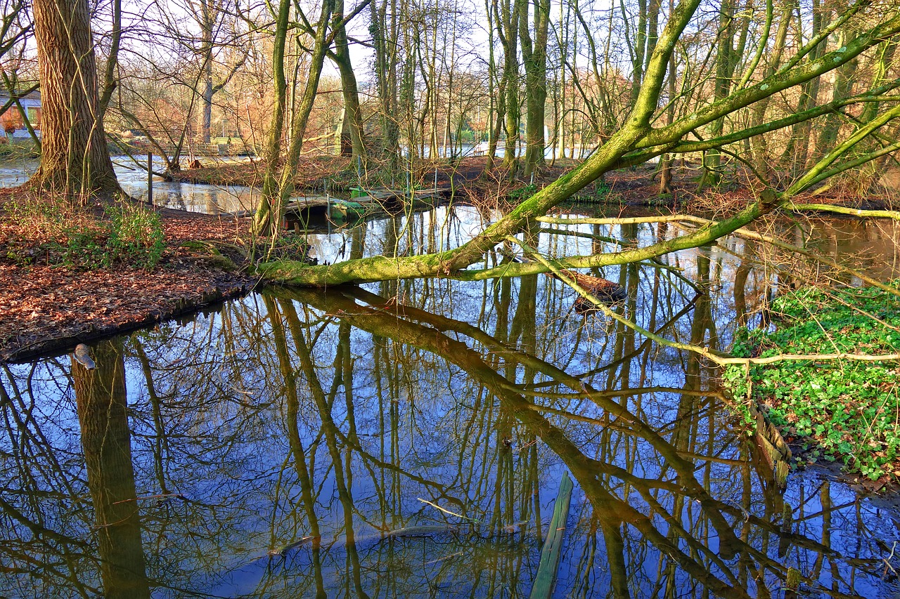 tree water creek free photo