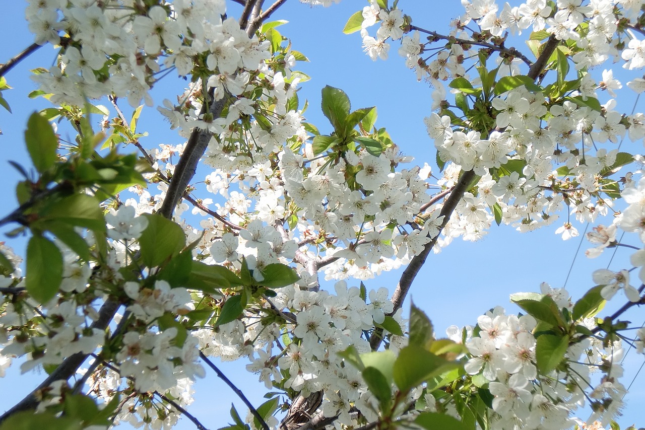 tree branch flower free photo